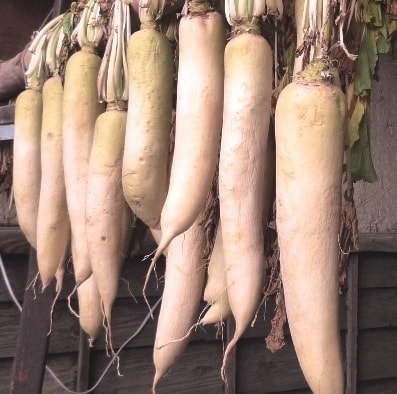 hoshi_daikon_011.jpg